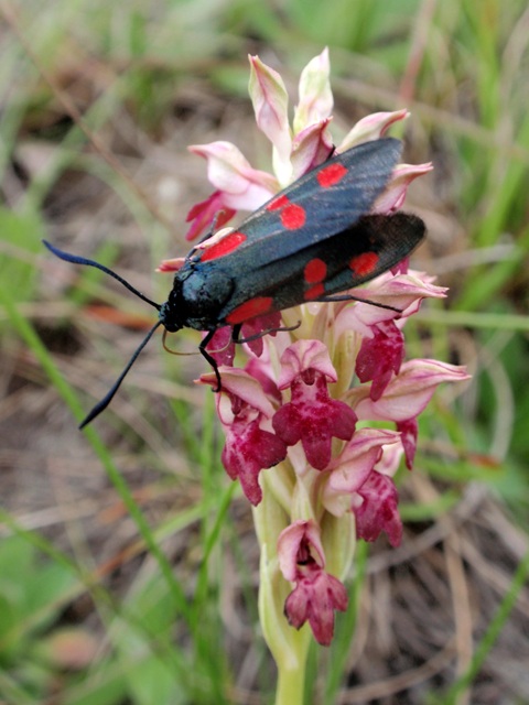 Due Zygaenidae da ID